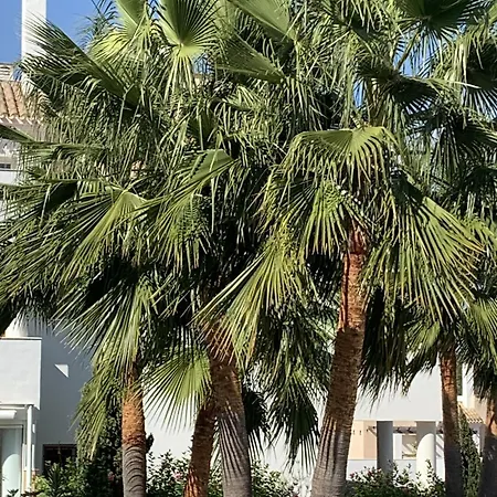 Apartment Terrazas De 2139 De La On Voit La Alcaidesa